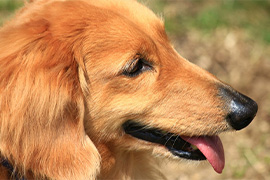 【ペットと泊まれる宿】《夕朝食付き》わんちゃん専用フロアは1室のみ！〜愛犬とお出かけカモ旅〜